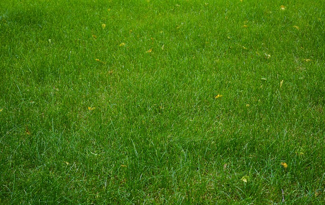 Optimize Your Outdoor Space: A Guide to Residential Lawn Care Services