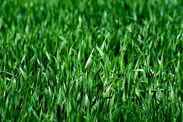 Eco-Friendly Lawn Mowing Services: Expert Care for Sustainable Landscapes