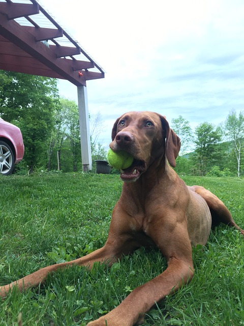 Pet Sitting and Dog Walking: Keeping Your Pets Happy While You’re Away