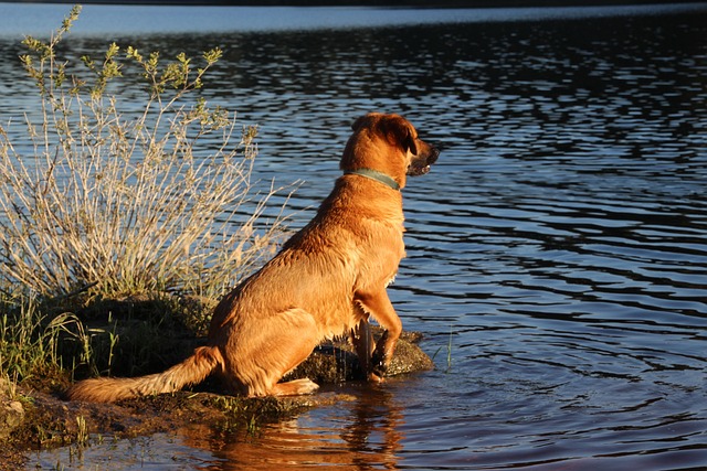 Ensuring Quality Care: Meet Reliable Dog Walkers’ Demands