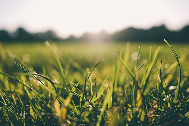 Lawn Care