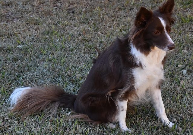 pet-sitting-640x480-15365486.jpeg