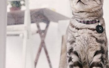 pet-sitting-640x480-60810660.jpeg