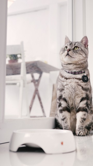 Pet Sitting and Dog Walking: Earn Income, Enjoy Animal Companions