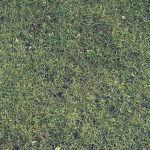 lawn-care-640x480-37646108.jpeg