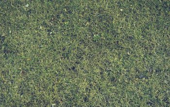lawn-care-640x480-37646108.jpeg