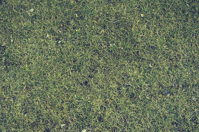 Lawn Care Services: Enhance Your Residential Landscape