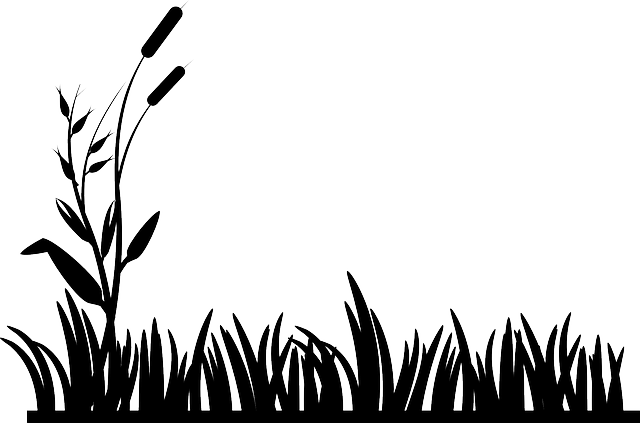 Lawn Care