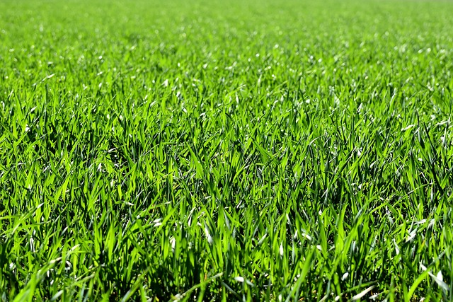 Seasonal Yard Cleanups: Optimizing Lawn Care and Landscaping for All Climates