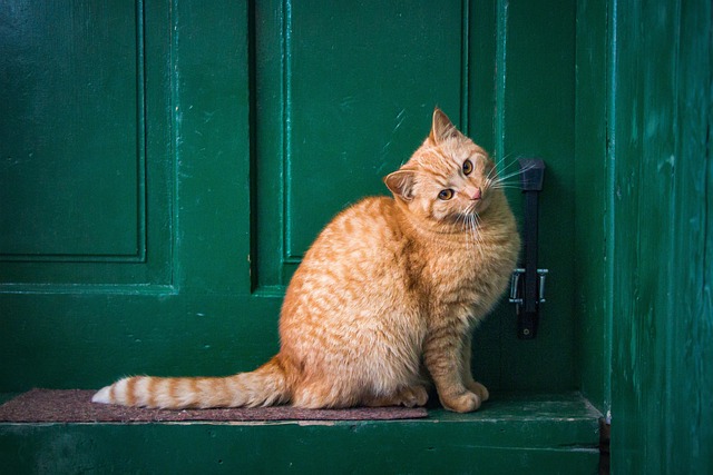 Pet Sitting