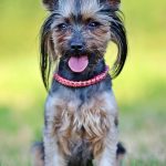 pet-sitting-640x480-13824393.jpeg