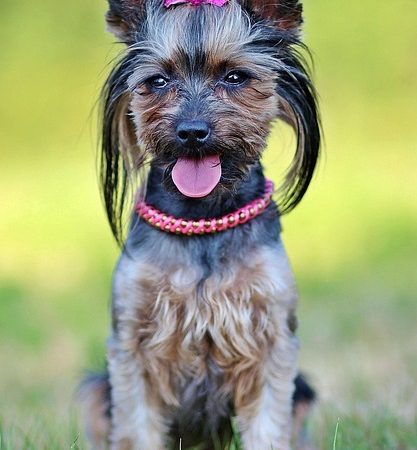 pet-sitting-640x480-13824393.jpeg