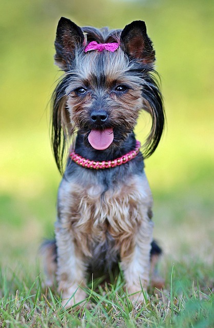 Pet Sitting & Dog Walking: Navigating Responsibilities, Choosing Experts