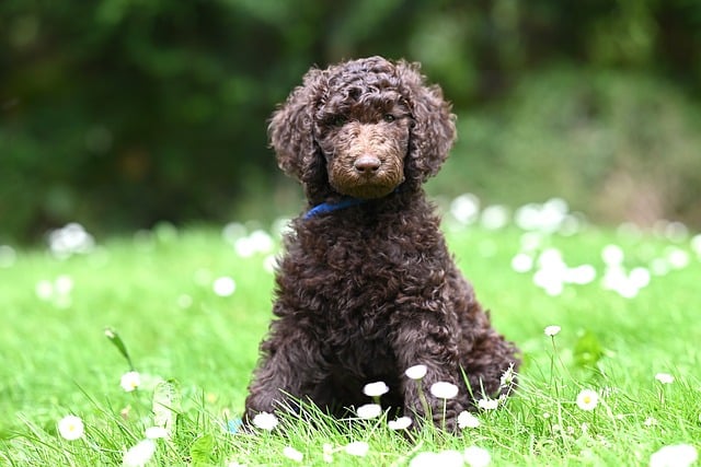 Pet Sitting & Dog Walking: Professional Care for Happy Pets and Owners
