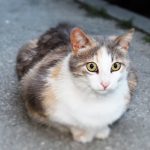 pet-sitting-640x480-56539092.jpeg