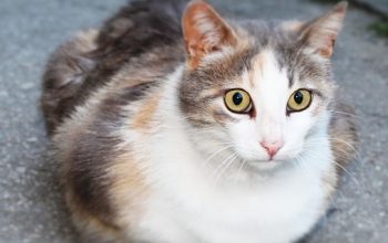 pet-sitting-640x480-56539092.jpeg
