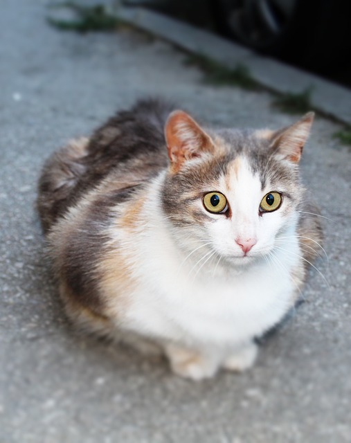 Caring for Pets: Expert Tips on Pet Sitting & Dog Walking Absence