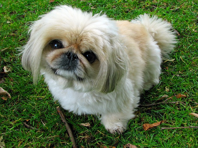 Pet Sitting
