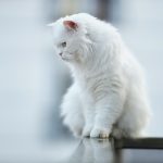 pet-sitting-640x480-75648028.jpeg