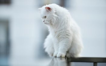 pet-sitting-640x480-75648028.jpeg