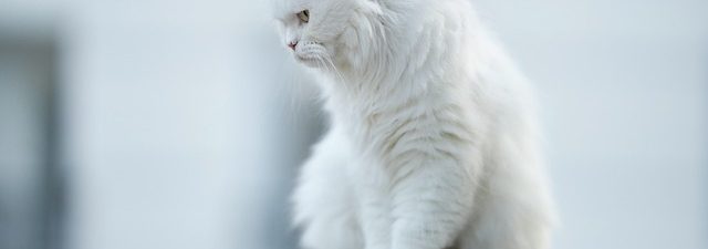 pet-sitting-640x480-75648028.jpeg