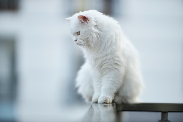 pet-sitting-640x480-75648028.jpeg