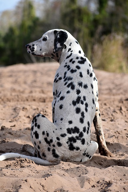 Finding Reliable Dog Sitters: Ensure Peace of Mind for Your Pet