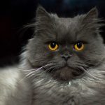 pet-sitting-640x480-96380325.jpeg