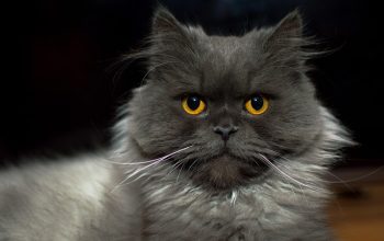 pet-sitting-640x480-96380325.jpeg