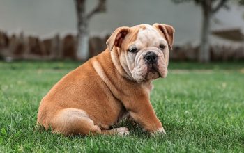 pet-sitting-640x480-99197943.jpeg