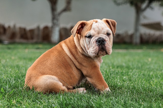 Elevate Your Pet’s Care: In-Home Dog Walking and Pet Sitting Benefits