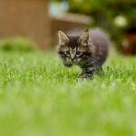 lawn-care-640x480-1592411.jpeg