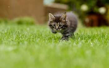 lawn-care-640x480-1592411.jpeg