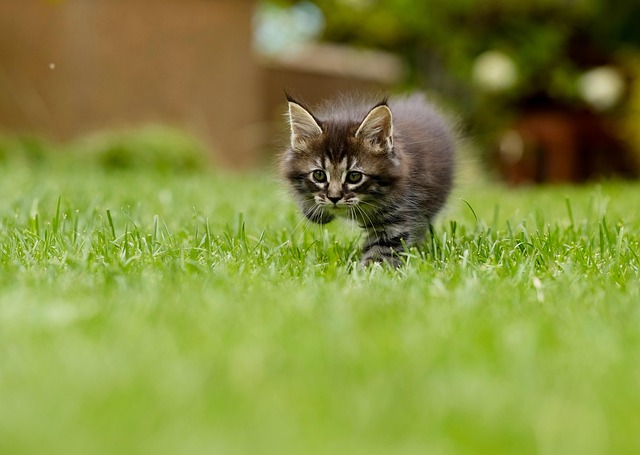 Revolutionize Lawn Care: Benefits of Professional Residential Mowing Services
