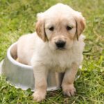 pet-sitting-640x480-15152299.jpeg