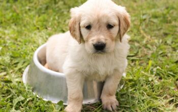 pet-sitting-640x480-15152299.jpeg