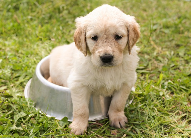Maximizing Comfort: In-Home Pet Sitting and Dog Walking Services
