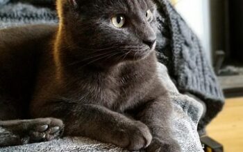 pet-sitting-640x480-20876161.jpeg