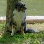 pet-sitting-640x480-46766176.jpeg