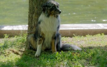 pet-sitting-640x480-46766176.jpeg