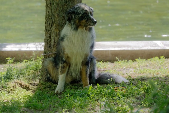 Pet Sitting and Dog Walking: Fulfilling Urban Demand for Loving Care