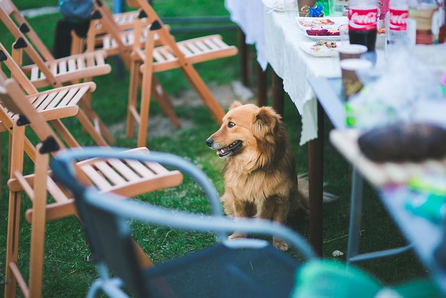 Unleash Your Pet’s Potential: Navigating Professional Dog Walking Services