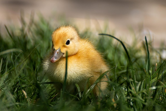 Eco-Friendly Yard Care: Waste Reduction for Homeowners and Nature