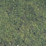 lawn-care-640x480-98953423.jpeg
