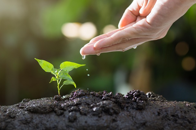 Transform Your Yard: Lawn Care & Landscaping Mastery