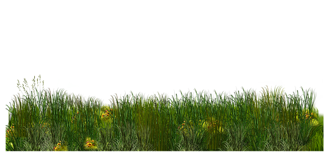 Lawn Care Landscaping: Transform Your Outdoor Space Year-Round