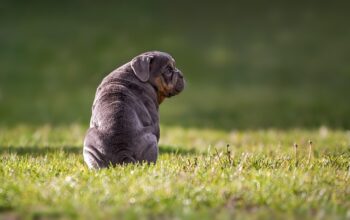 pet-sitting-640x480-20356731.jpeg