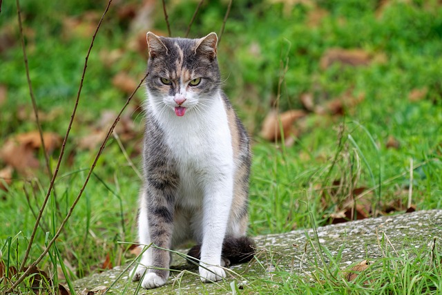 In-Home Pet Sitting: Benefits for Dogs and Owners