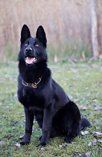 In-Home Dog Walking: Professional Care for Happy Tails
