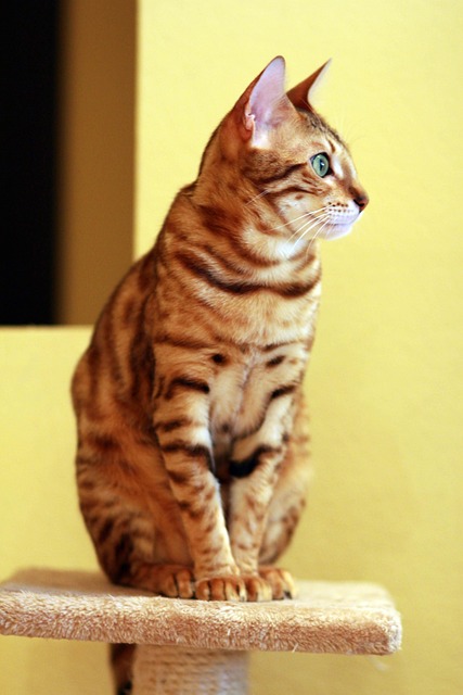 Enhance Your Pet’s Life: In-Home Dog Walking & Pet Sitting